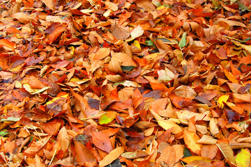 Autumn leaves on land can be used for background