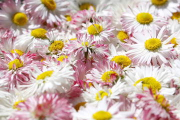 Fototapeta premium Daisy flowers background