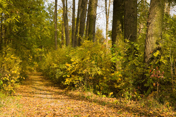 Lots of yellow leaves on a path in a park