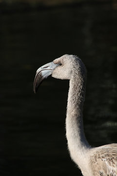 Junger Flamingo
