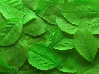 Close-up of juicy green leafs for a background