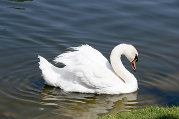A white swan floats on the lake