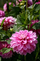 Obraz premium rosa farbene dahlien (asteraceae)