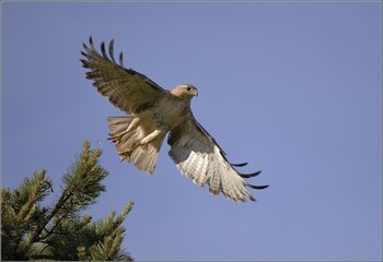Obraz premium Red-tailed Hawk