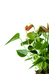 Cala Lily among green foliage.