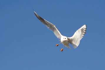 Möwe im Flug