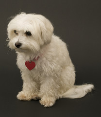 Sad Maltese