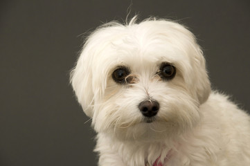 Close Up of Maltese