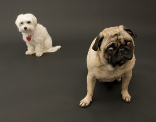 Pug and Maltese