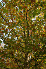 Autumn  Leaves 8