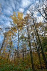 Birch and aspen trees with yellow leaves in fall forest