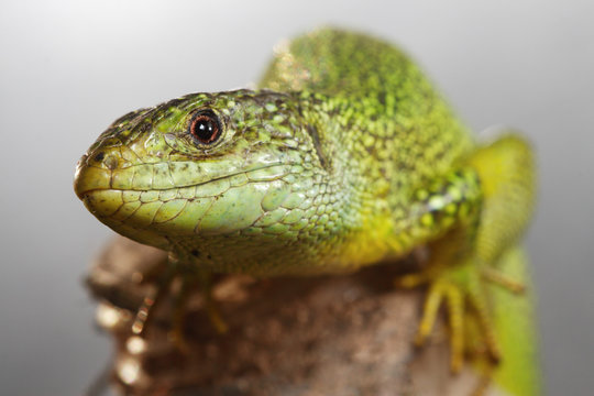 green lizard of europe