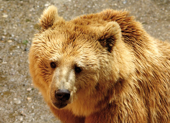 Fototapeta premium Orso