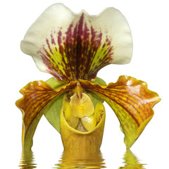 orchidée détourée