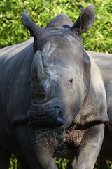 Fototapeta premium Nashorn