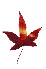 feuille aux couleurs de l'autome