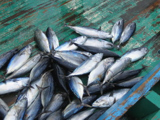 Thunfische