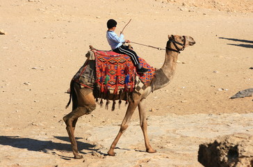 Egyptian kid on a camel