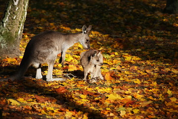 autumn kangaroos