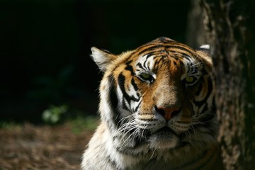 tigre du bengale
