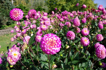 Dahlias roses dans un jardin.