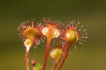 Flowers of sundew close up on a green background