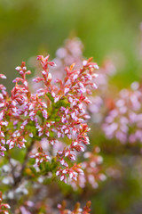 Blossoming heather close up in the summer