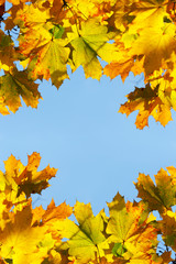 Yellow maple leaves against blue sky