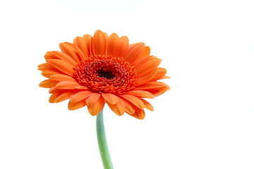 gerbera daisy flower isolated on white background