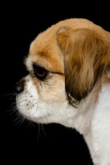 purebred pekingese on black