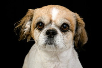 close up shot of pekinese dog on black