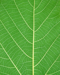 Green leave background