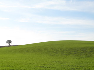 Naklejka premium Grüne Wiese 1