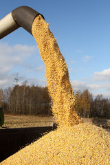 Loading of grain of corn in the car from a combine in the field