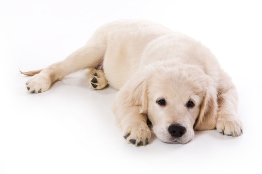 Golden Retriever Puppy On White Background