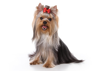 Yorkshire terrier isolated on white