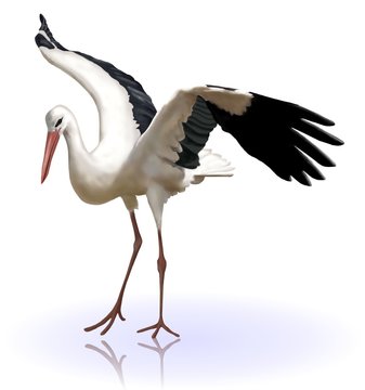 cicogna