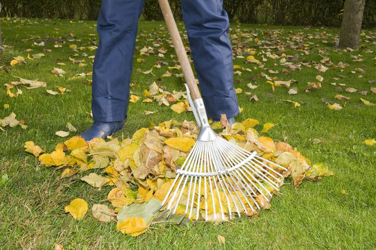Mann recht Laub im Garten, Herbst
