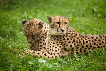 Fotobehang two leopards © olga demchishina