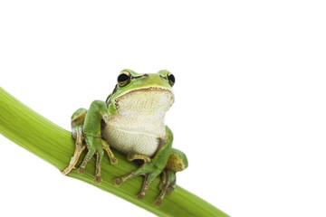 Green Tree Frog on green branch on white background.