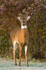 Posing Whitetail Buck Deer Near Wooded Area