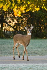 Fototapeta premium Whitetail Buck Deer Crossing Busy Road in Daylight