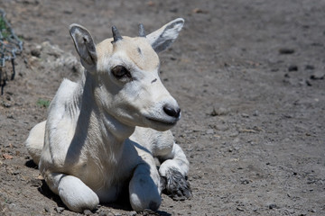 Antilope Addax
