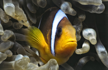 Nemo