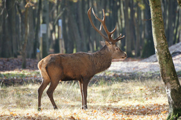 cerf dans les sous bois