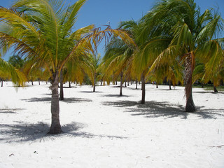Picturesque Palm beach at Cayo Largp Island
