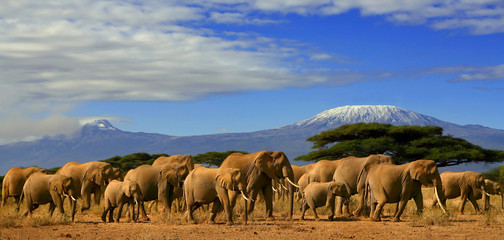 Fototapeta premium Kilimanjaro And Elephants