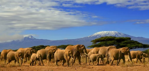 Keuken foto achterwand Kilimanjaro Kilimanjaro en olifanten