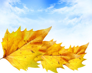 birch leaves on a blue cloudy background