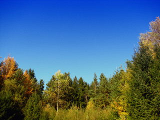 Fototapeta premium Wald mit Himmel